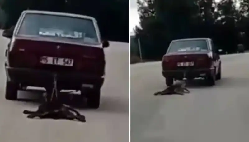 Otomobilin Arkasına Bağlanan Köpek Trajik Olayda Sürükleniyor!