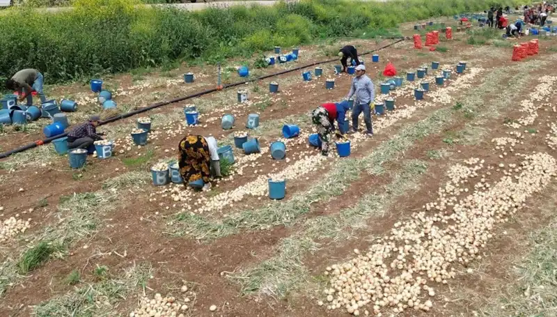Soğan Hasadı Başladı: Fiyat Düşüşü Tüccarları ve Tüketiciyi Sevindiriyor