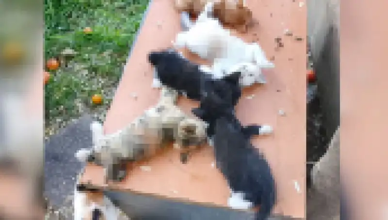Bursa’da Yavru Kedilere Yapılan Zulüm: Sekiz Kedi Kesici Aletle Katledildi