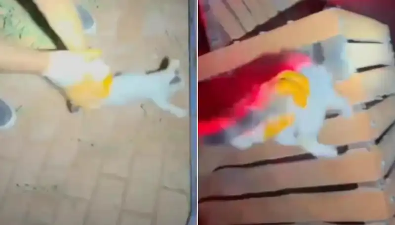 Gece Yarısı İtfaiyeden Gelen Kurtarma: Kayıp Kediye Dram Dolu Müdahale