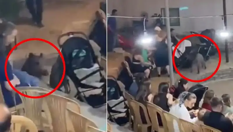 Yaban Domuzu Düğüne Girince Paniğe Neden Oldu!