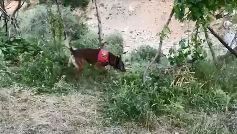 Dere Kenarındaki Gizli Esrarı Dedektör Köpek Buldu: Şok Eden Gelişmeler!