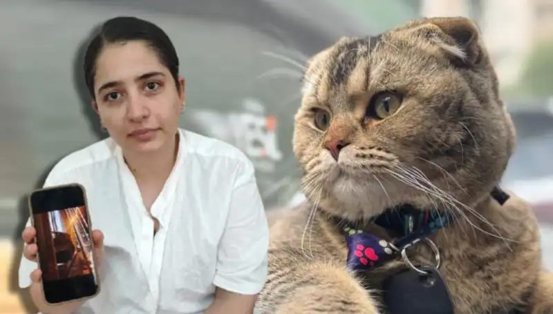 Kedi Yüzünden Boşanmak İsteyen Eşin Hikayesi