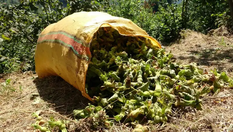 Giresun’da Beklenen Fındık Hasadı Başladı, Üreticiler Sevinçle Karşılıyor!