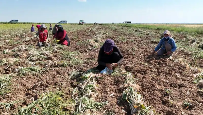 Rusya, Almanya ve İspanya'nın Antibiyotiği: Yeni Hasat Dönemi Başladı