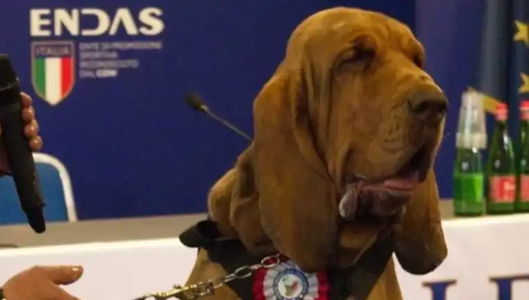 Arama Köpeğine Suikast: Çivili Sosisle Yapılan Olay Şokta Bıraktı