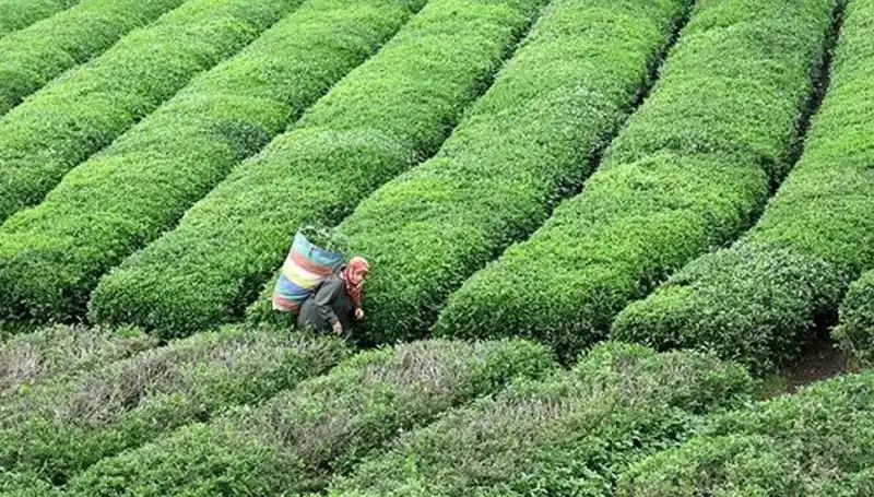 Bayramda Da Yaş Çay Almaya Devam! ÇAYKUR Müjdeli Haber Verdi