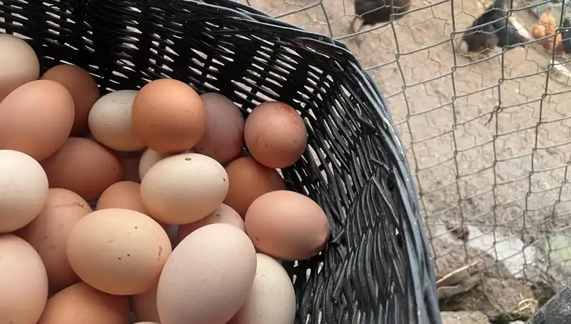 Okulların Açılmasıyla Ucuz Protein Kaynağı: "Mayıs Çukuru"na Veda