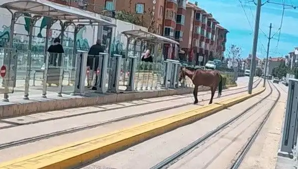 Eskişehir Tramvay Raylarında Başka Bir Dünya: Başıboş Ata Ne Olacak?