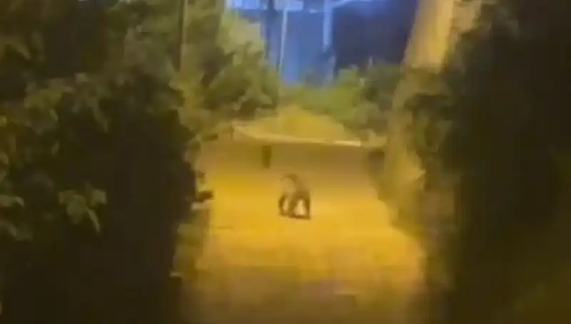 Gümüşhane Merkezine İnen Ayı: Vatandaşlar Şaşkın!