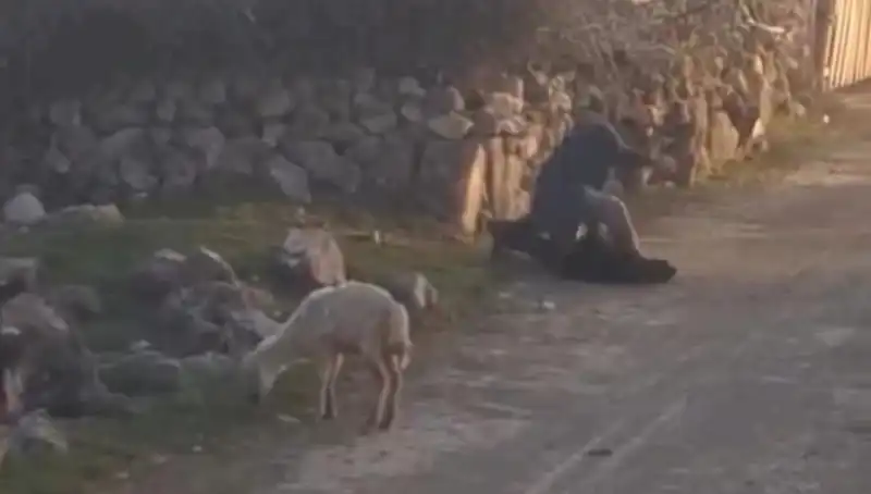 Koyuna Eziyet Eden Şahıs, Hayvan Hakları Savunucuları Tarafından Gözaltına Alındı