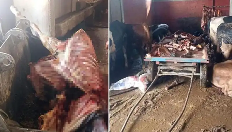 Adana’da Şok Görüntüler: 2,5 Ton At Eti Ele Geçirildi, 4 At Kurtarıldı