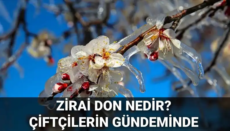 Zirai Don: Çiftçiler İçin Tehdit ve Karşılaşabilecek Zararlara Dair Tüm Detaylar