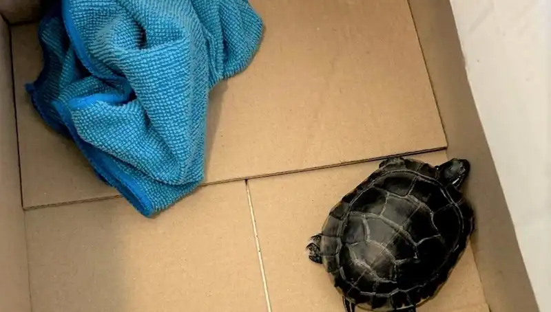 Havalimanında Yolcunun Pantolonundan Kaplumbağa Çıkması Şaşkınlık Yarattı
