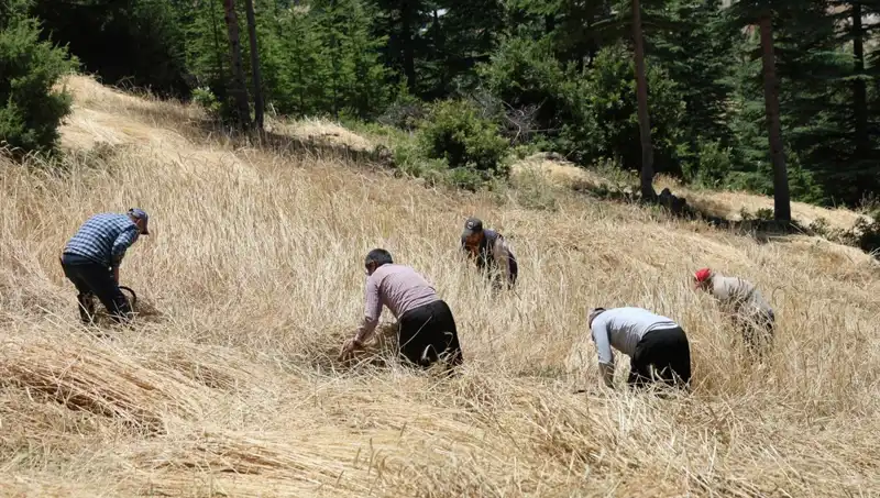 Teknolojinin Ulaşamadığı Tarla: Ellik ve Orakla Geleneksel Hasat Coşkusu