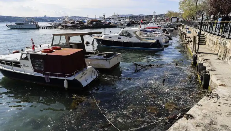 İstanbul’da Müsilaj Krizi: Kuzey Marmara’da Tehlikeli Büyüme!