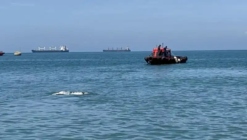 Denizin Ortasında Anguslar: Hayvanları Kurtaran Kaptanın Şaşkın Hikayesi