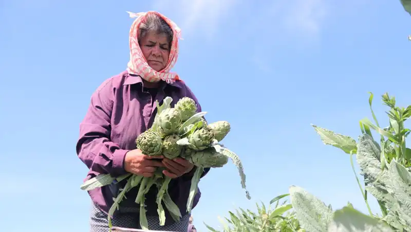Tarladan Sofralara: 50 TL'lik Tezgah Fiyatları Nasıl Belirlendi?