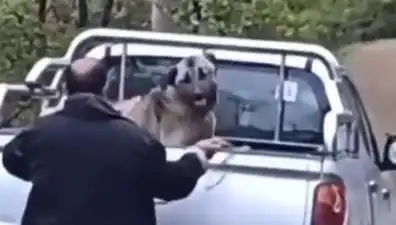 Trabzon’da Dünyayı Şaşkına Çeviren Köpek Dödüğü Skandalı!