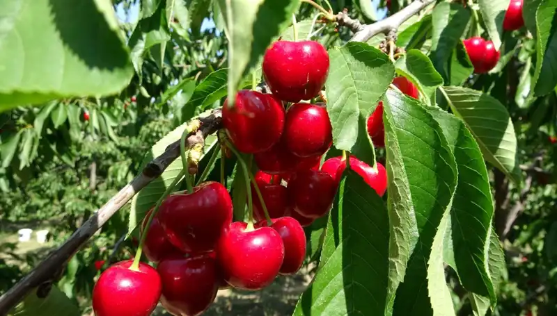 Çay Bardağına Sığmayan Lezzet: Yeni Çay Hasadı Heyecanı Başladı