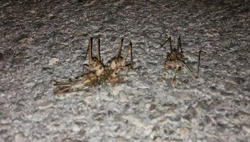 Yüzlerce Çekirgenin Şehirleri Isıl ettiği Olayın Arka Planı