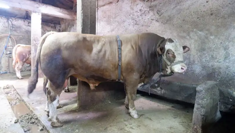 Tam 1 Ton 200 Kilo Karpuz Satıldı: Fiyatı Duyunca Şaşıracaksınız!