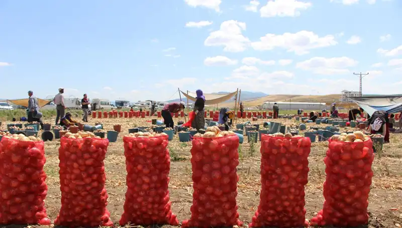 Amasya Elmaları, Avrupa ve Rusya'ya İhraç Ediliyor: "Elma Kadar Tatlı"