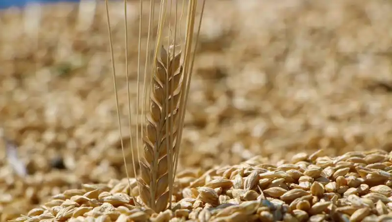 2025 TMO Buğday Satış Fiyatları: Arpa ve Yulafda Son Durum
