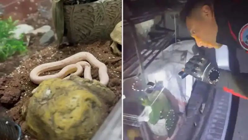 Devriye Ekiplerinin Şaşkınlığı: Araçta Zehirli Yılanlar Bulundu!