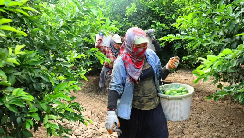 Marketlerdeki Fiyatlar Yükseliyor: Yeni Hasat Daha Uygun Fiyatlar Getirebilir mi?
