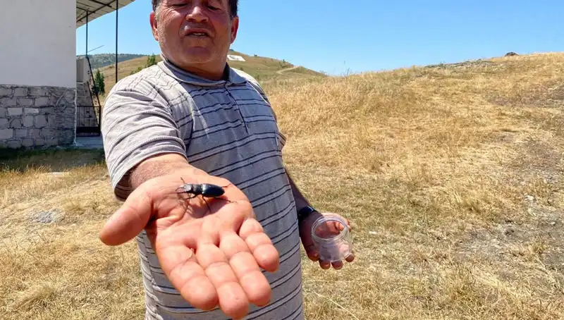 Sivas'ta Şaşırtan Ceza: Bir Böceği Öldürmenin Bedeli 557 Bin TL!