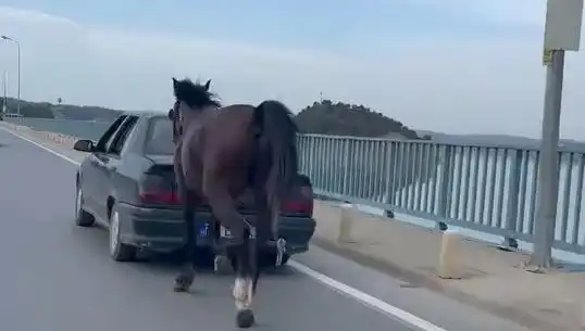 Adana'da Hayvan Hakları İhlali: Ata Eziyet Edenler Tutuklandı