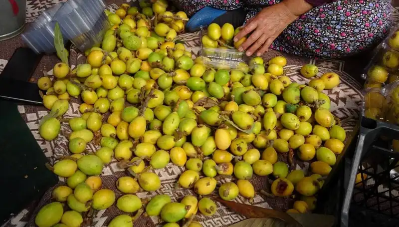 Muşmula Hasadı Başladı: Lüks Meyvenin Kilosu 150 TL'ye Satılıyor!