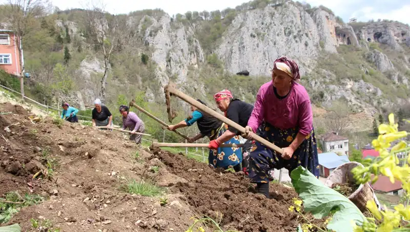 Zorlu Mesai Başlıyor: Sepetler ve Kazmalarla Kırmızı Lezzet Peşinde!