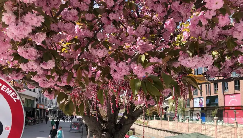Süs Erik Ağacına Bağlanan Martenitsa Geleneği: Ne Anlama Geliyor?