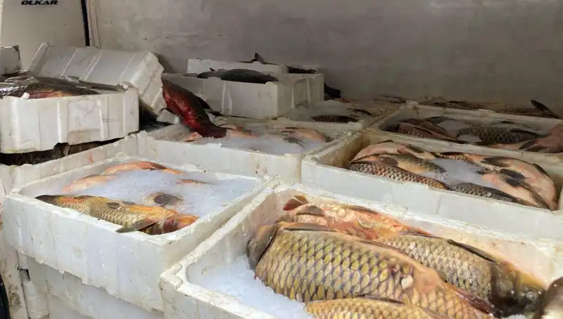 Kaçak Balık Avcılığına Yüksek Ceza: Avcılar Dikkat!