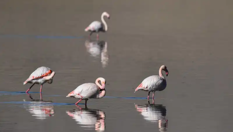 Kuş Cenneti Kuraklıkla Yüz Yüze: Flamingo Sayısındaki Düşüş Nedenleri