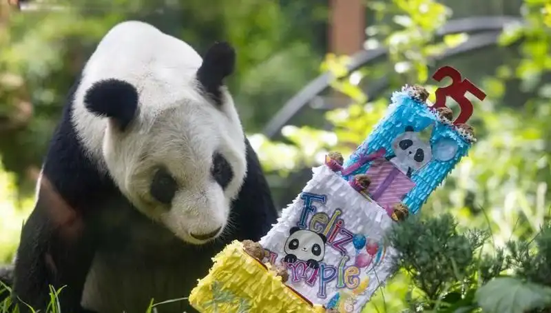 Dev Panda Xin Xin, 35. Yaşında Tüm Dünyayı Büyüledi