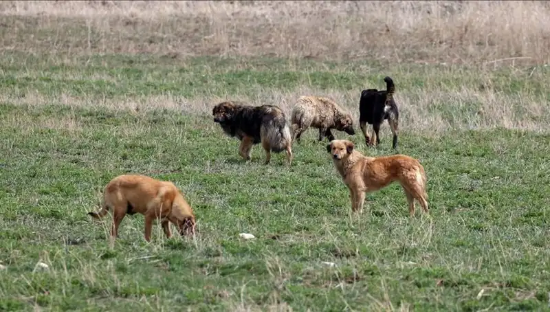 Ankara'da Sahipsiz Köpekler İçin Sert Cezalar: 71 Bin Lira Sınırı