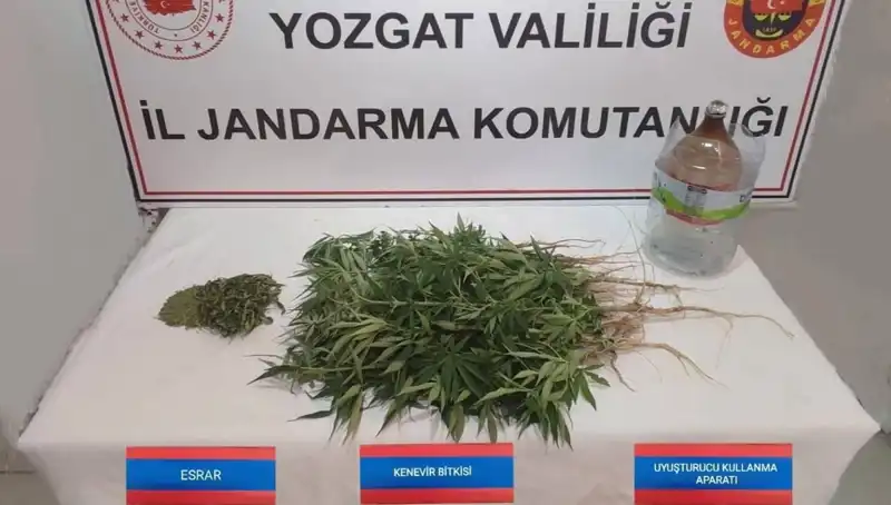 Yozgat’ta 40 Kök Kenevir Operasyonu: Uyuşturucu İle Mücadelede Yeni Bir Başarı