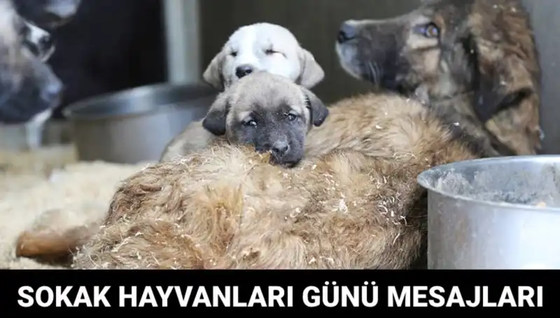 Dünya Sokak Hayvanları Günü: Hayvanlar İçin Farkındalık Yaratmanın Zamanı