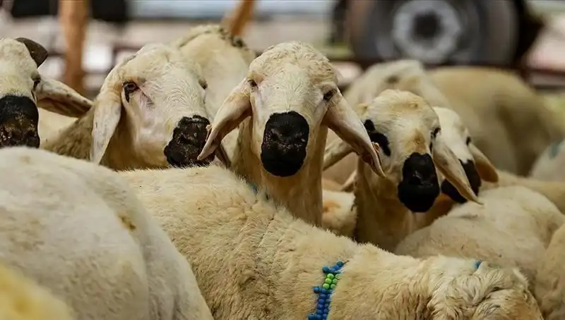 Kurban Bayramı 2025: Kurban Kesmek Farz mı, Merak Edilen 10 Soru