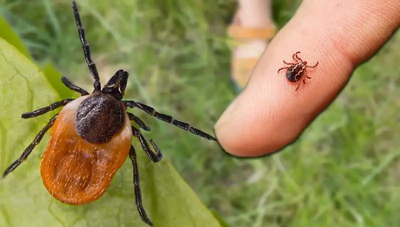 Kene Isırması: Tehlikeleri ve Alınması Gereken Önlemler