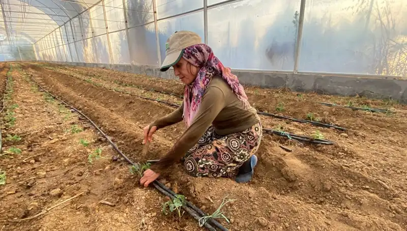Fideler Toprağa Değiyor: Organik Tarımda Yeni Bir Dönem Başlıyor