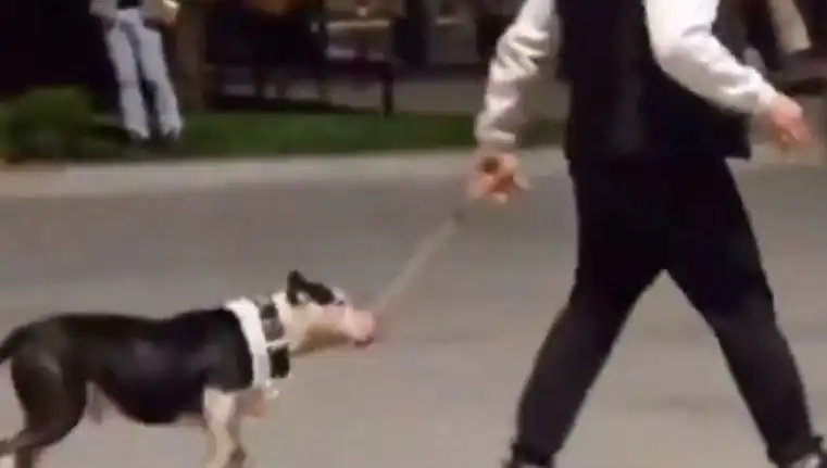 Ağızlıksız Pitbull, Çevredeki Köpeklere Saldı: Sahibi Para Cezası Aldı!