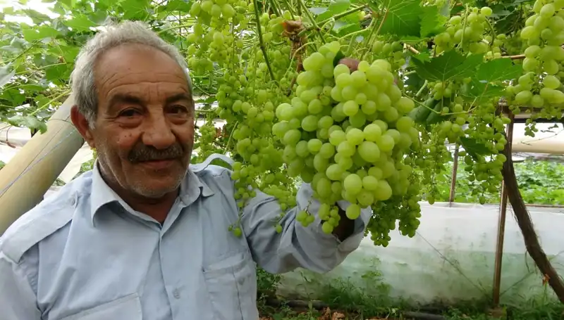 Zirai Don Meyve Fiyatlarını Vurdu: İlk Ürünler 250 TL'den Satışta