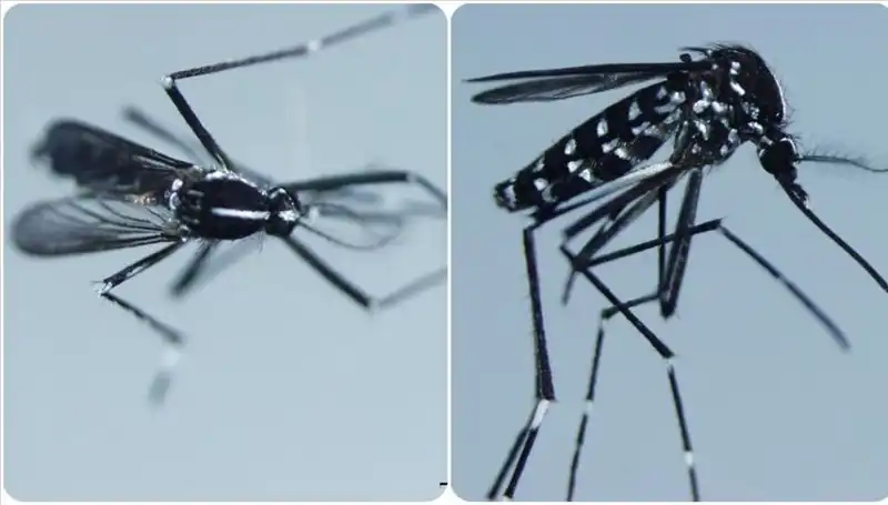 Chikungunya Virüsü: Belirtileri ve Görüldüğü Ülkelerle İlgili Her Şey