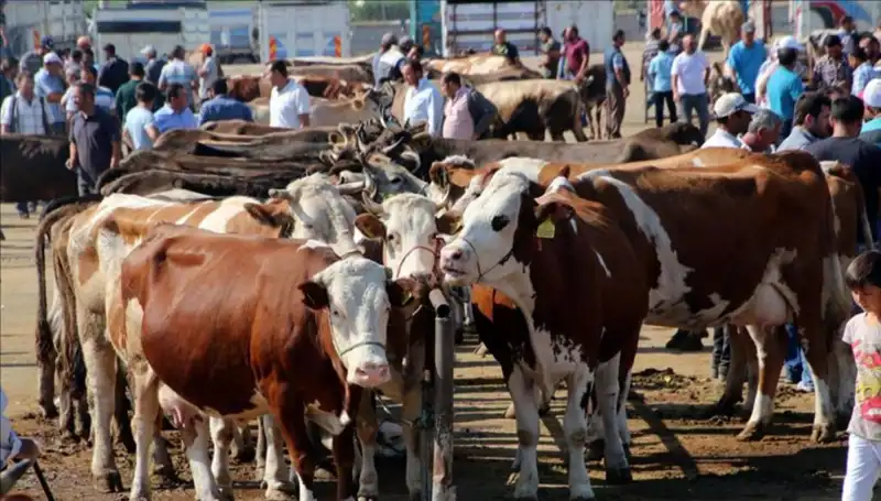 2025 Kurbanlık Fiyatları: İl İl Canlı Kilo Fiyatlarında Şok Değişiklikler