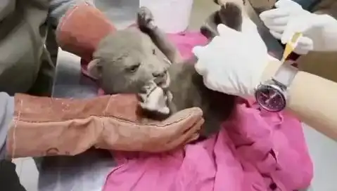 Karabük'te Yavru Bozayı Herkesi Hayrete Düşürdü: Doğanın İhtişamı!