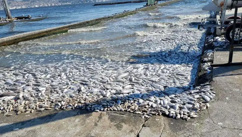 İzmir Körfezi'nde Faydalı Gelişmeler: Çevre Üzerine Yenilikçi Projeler